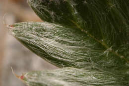 Image of silverweed cinquefoil