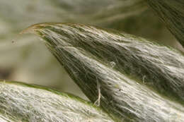 Image of silverweed cinquefoil