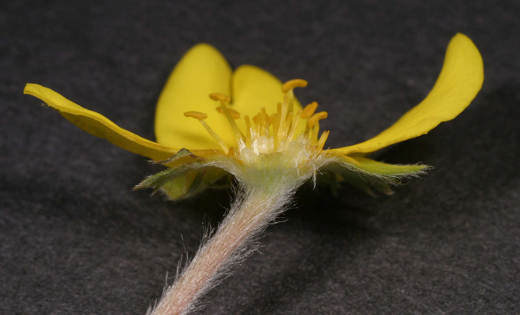 Image of silverweed cinquefoil