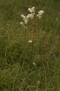 Plancia ëd Filipendula vulgaris Moench