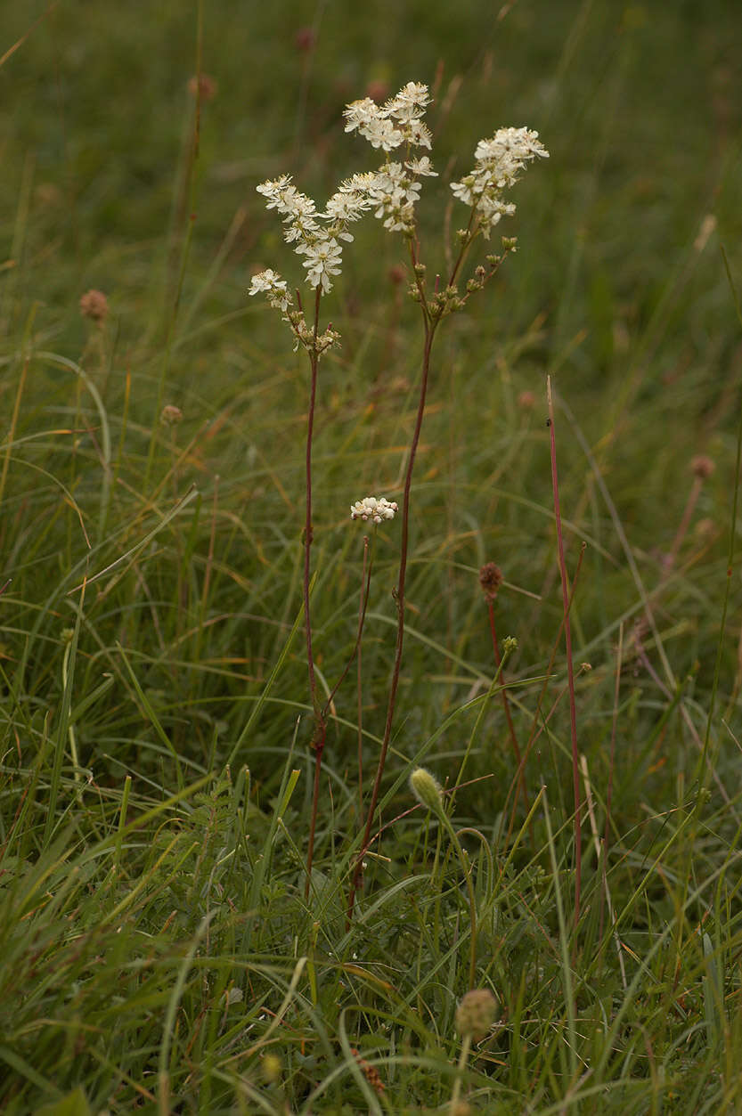 Image of dropwort