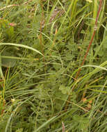 Image of dropwort