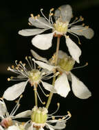 Image of dropwort