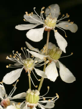 Plancia ëd Filipendula vulgaris Moench