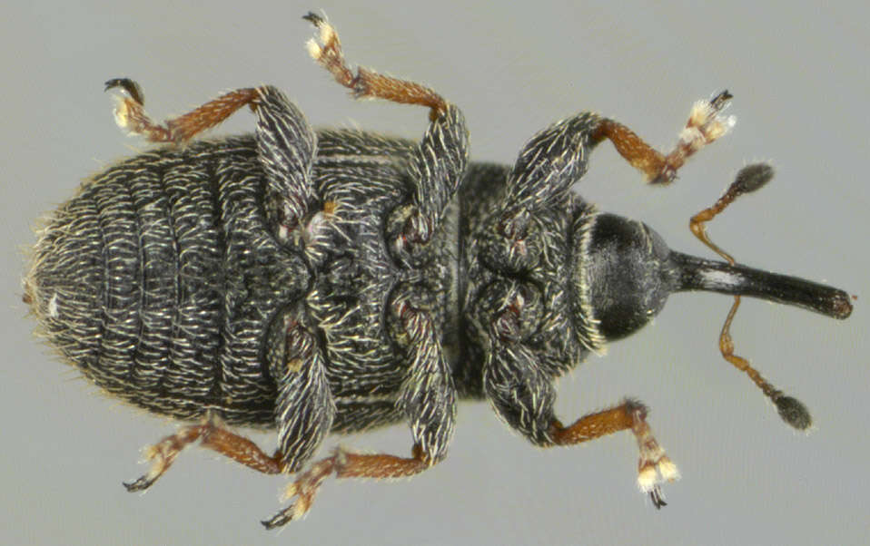 Image of Mecinus pascuorum Caldara 2001