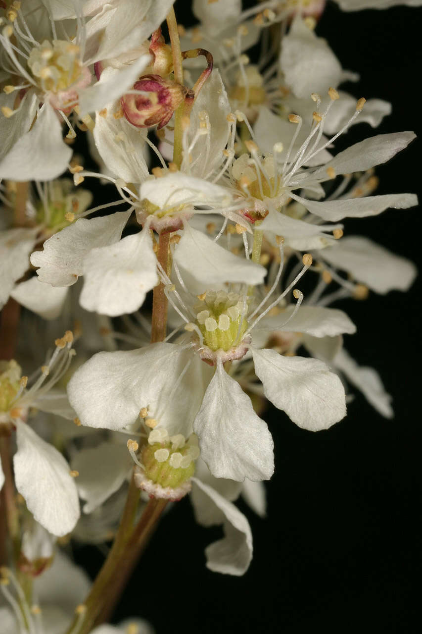 Plancia ëd Filipendula vulgaris Moench