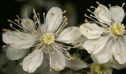 Image of dropwort