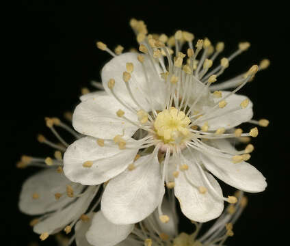 Plancia ëd Filipendula vulgaris Moench