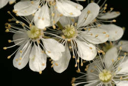 Plancia ëd Filipendula vulgaris Moench