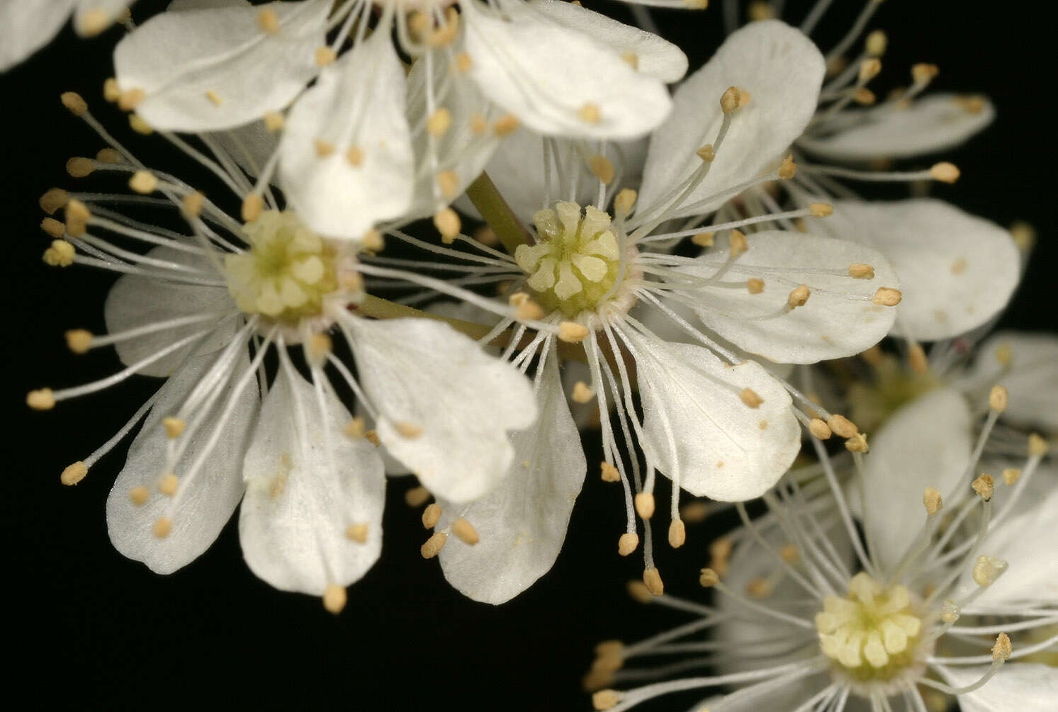 Image of dropwort