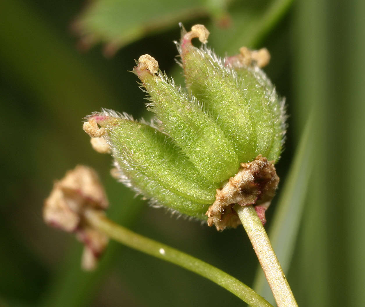 Image of dropwort