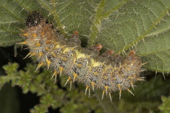 Image of Red Admiral