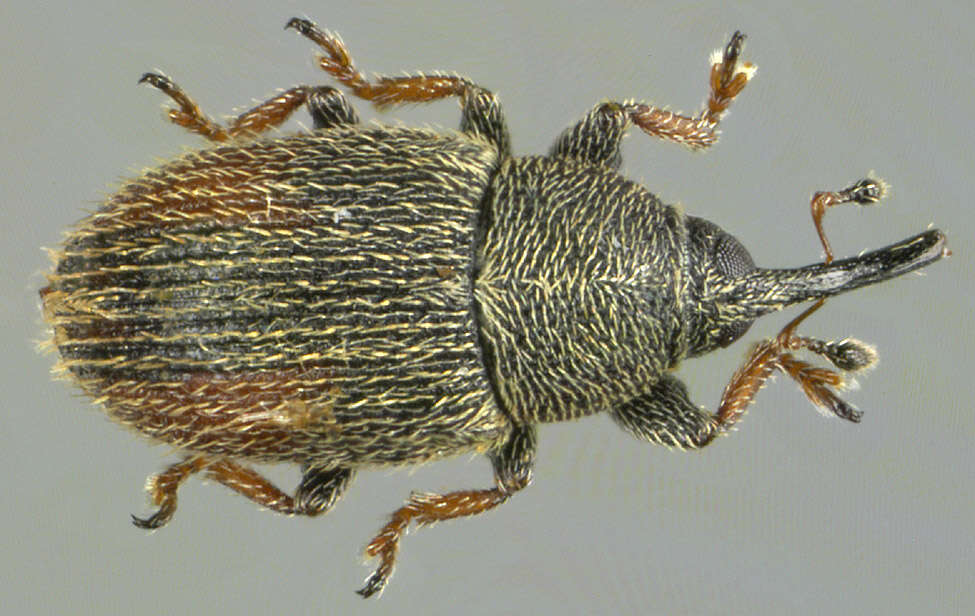 Image of Mecinus pascuorum Caldara 2001