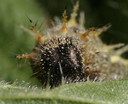 Image of Red Admiral