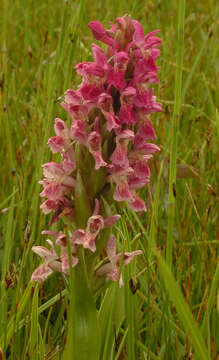 Image de Dactylorhiza incarnata subsp. incarnata