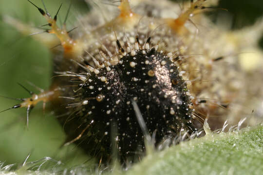 Image of Red Admiral