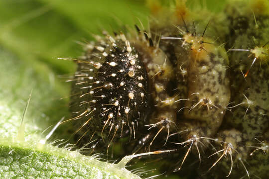 Image of Red Admiral