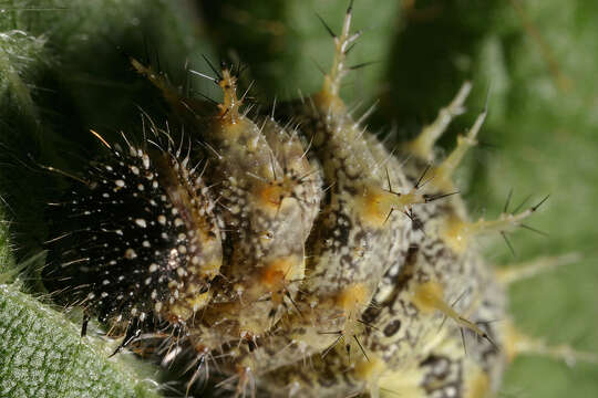 Image of Red Admiral