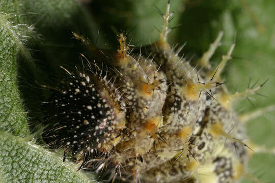 Image of Red Admiral