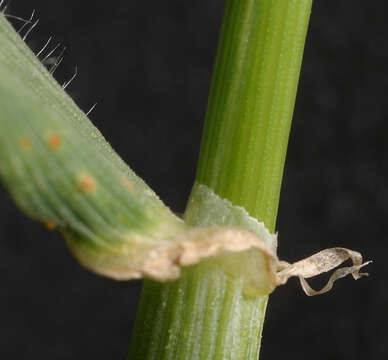 Image of mouse barley