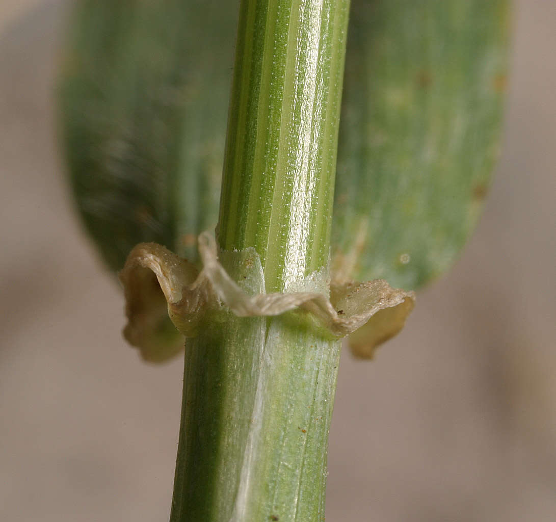 Image of mouse barley