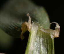 Image of mouse barley