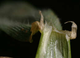 Image of mouse barley