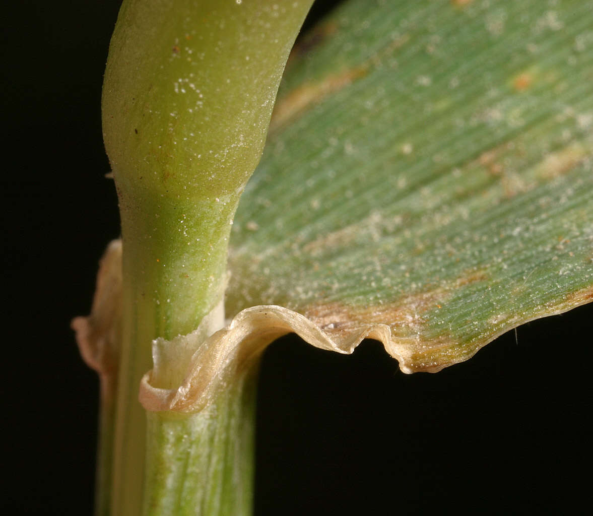 Image of mouse barley