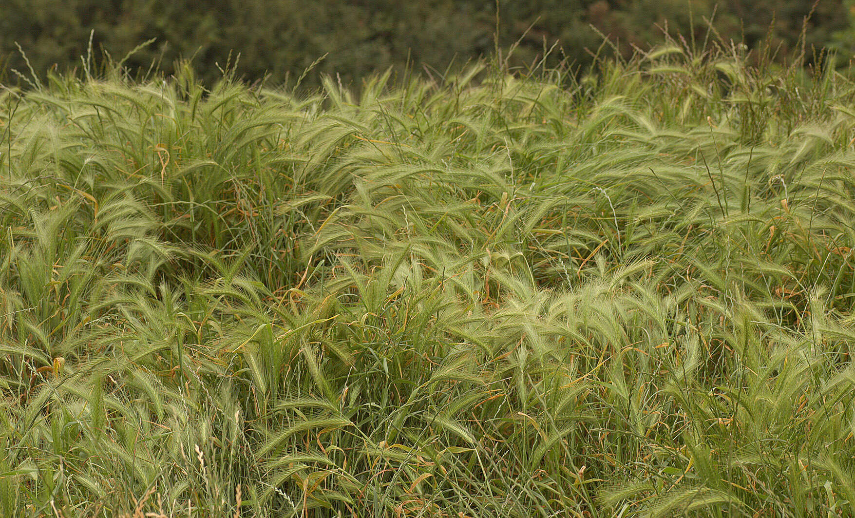 Image of mouse barley