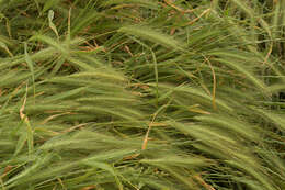 Hordeum murinum L.的圖片