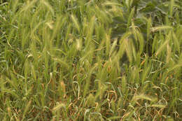 Image of mouse barley