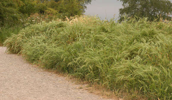 Image of mouse barley