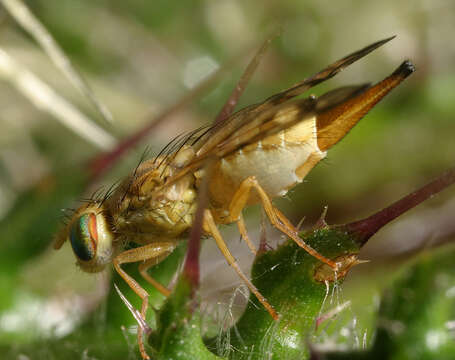 Image of Terellia tussilaginis (Fabricius 1775)