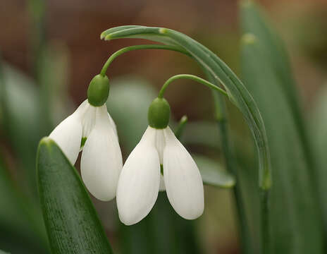 Image of Galanthus plicatus subsp. plicatus