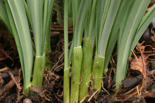 Image of Galanthus plicatus subsp. plicatus