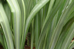 Image of Galanthus plicatus subsp. plicatus