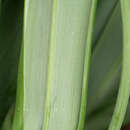 Image of Galanthus plicatus subsp. plicatus