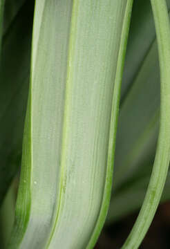 Image of Galanthus plicatus subsp. plicatus