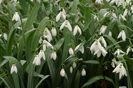 Image of Galanthus elwesii var. elwesii