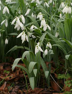 Image of Galanthus elwesii var. elwesii