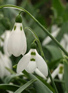 Image of Galanthus elwesii var. elwesii