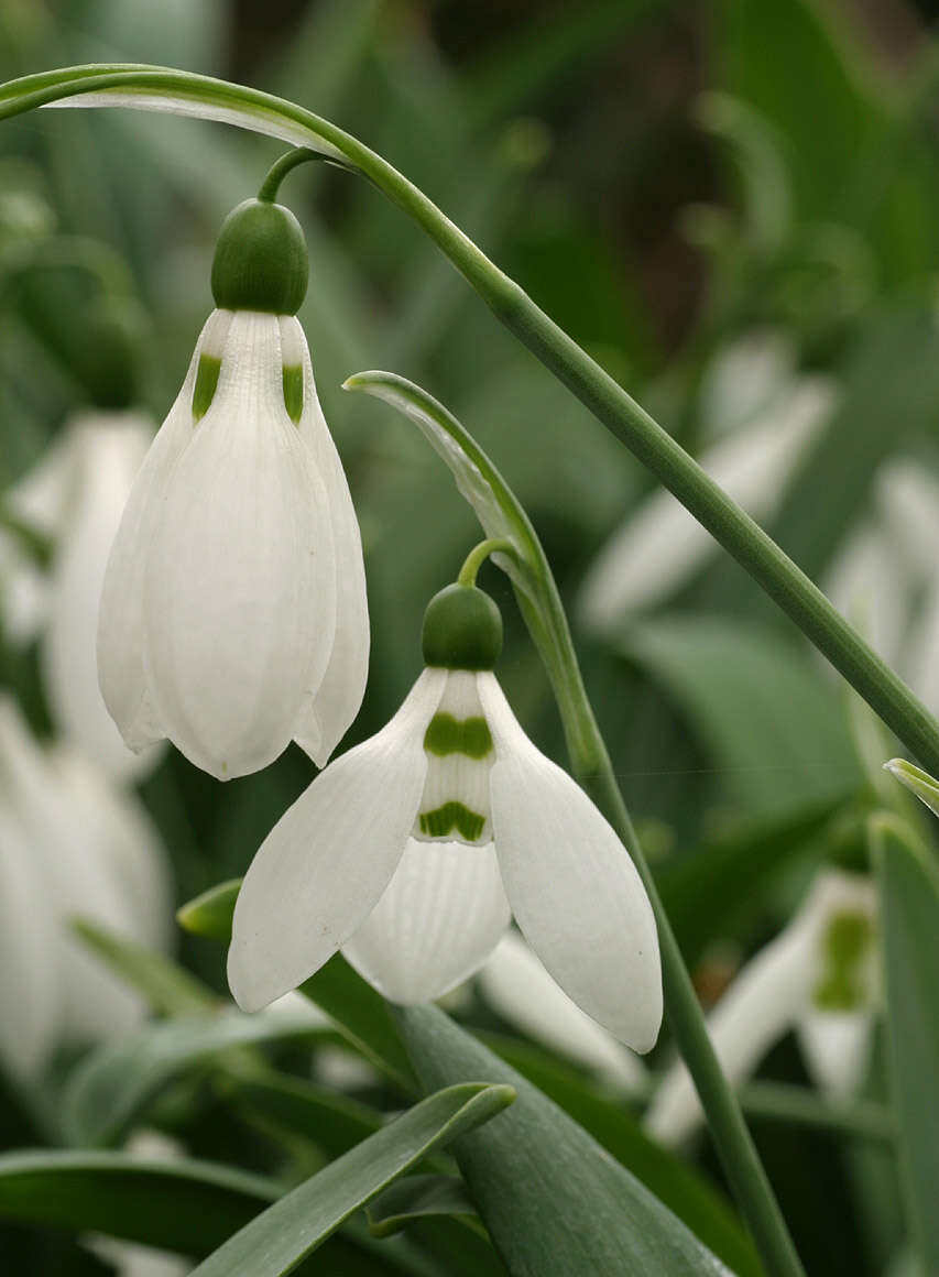 Image of Galanthus elwesii var. elwesii