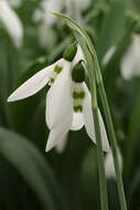 Image of Galanthus elwesii var. elwesii