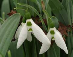 Image of Galanthus elwesii var. elwesii