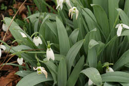 Image of Galanthus elwesii var. elwesii