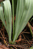 Image of Galanthus elwesii var. elwesii