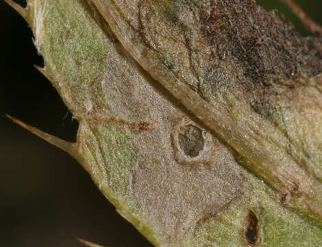 Image of Coleophora trochilella Duponchel 1842