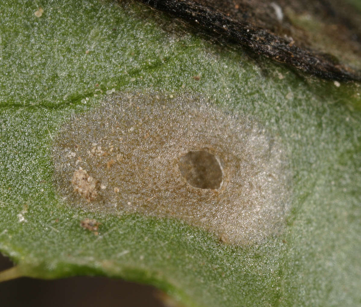 Image of Coleophora trochilella Duponchel 1842