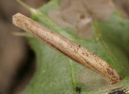 Image of Coleophora trochilella Duponchel 1842