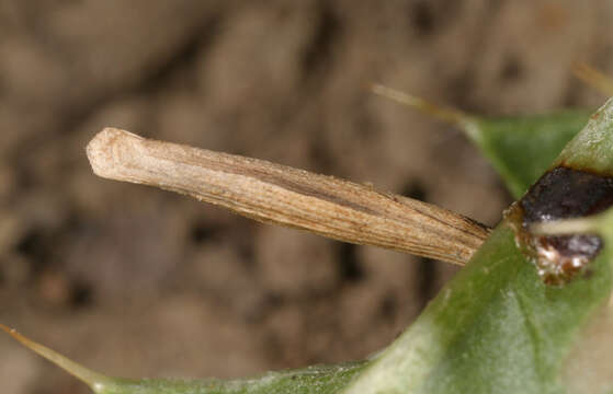 Image of Coleophora trochilella Duponchel 1842